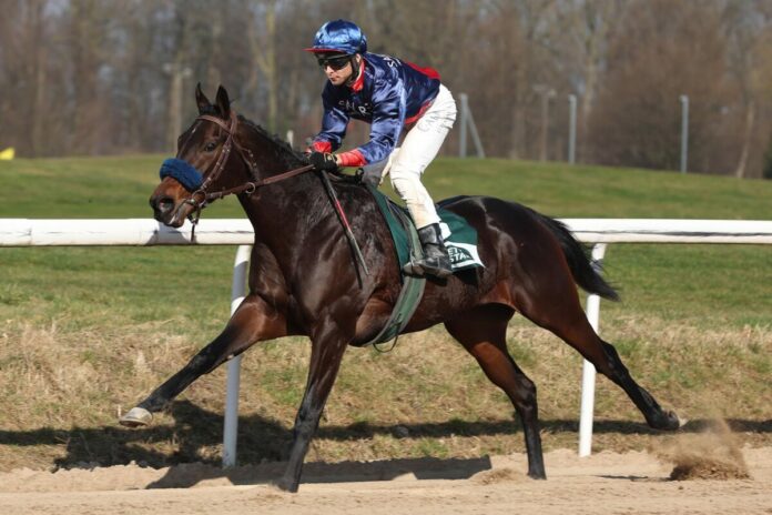 Shootout siegt unter Thore Hammer-Hansen