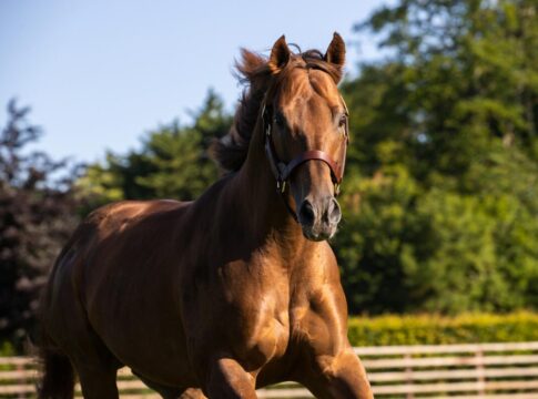 Space Blues im Kildangan Stud