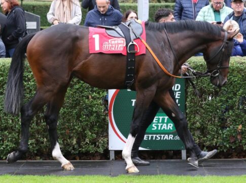 Favorit Arabico eröffnet für Bohumil Nedorostek Magdeburger Saison Arabico