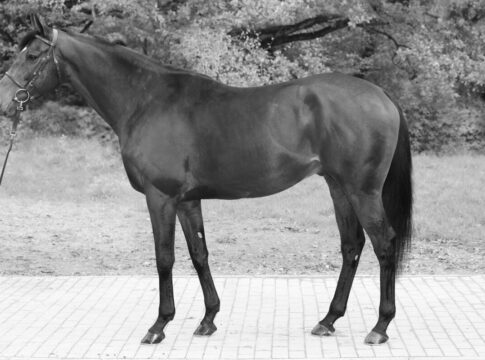 Tragische Nachricht aus Etzean – Stallion Best of Lips lebt nicht mehr BoL051124107