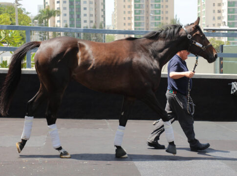 QEII Cup das Ziel - Ex-Deutscher Calif in Hong Kong angekommen Calif kommt in Hong Kong an Foto: hkjc.com