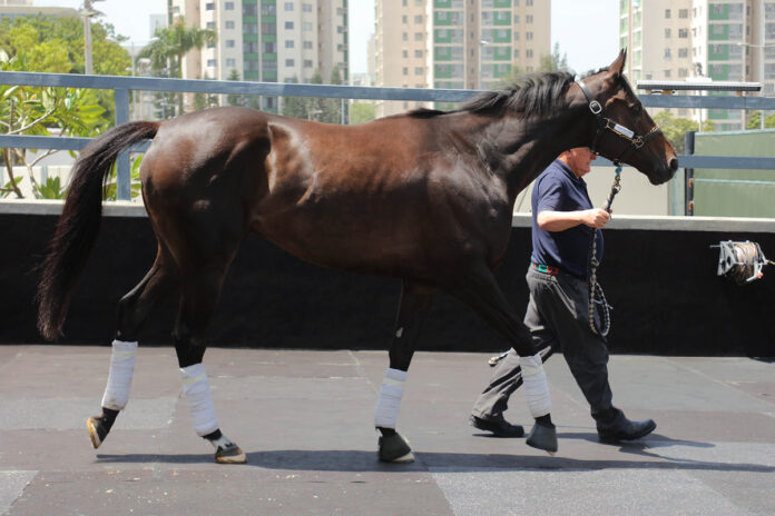 Calif kommt in Hong Kong an Foto: hkjc.com Calif kommt in Hong Kong an Foto: hkjc.com