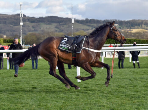„Bester Springer, den man je sehen wird“ – Vertrauen in Constitution Hill Cheltenham, Riderless Constitution Hill during the Champion Hurdle
