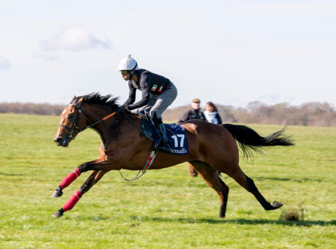 Rekord-Kauf bei der Craven Breeze-Up Sale Der Acclamation-Sohn bei der Breeze Up Foto: Tattersalls