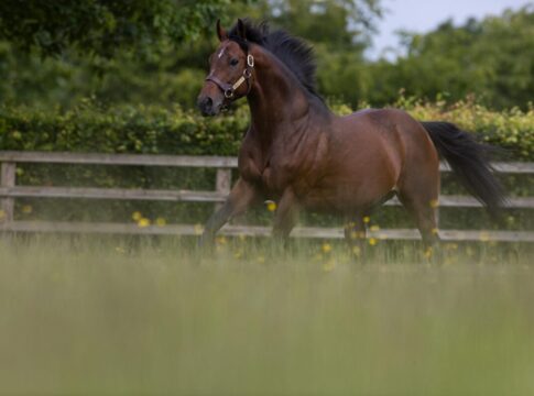 Ghaiyyath im Kildangan Stud