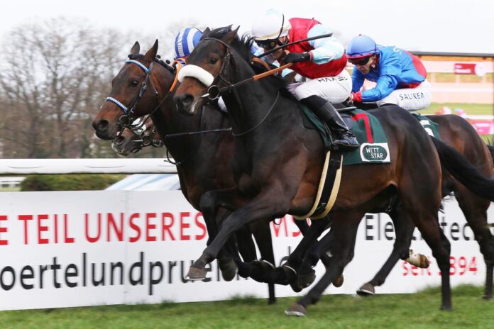 Wintertraum siegt unter Michal Abik im Grand Prix-Aufgalopp Wintertraum siegt unter Michal Abik im Grand Prix-Aufgalopp