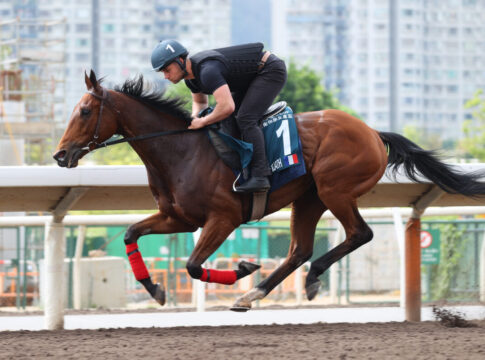 Goliath beim Frühjahrs-Meeting? "Warten ab, wie er sich entwickelt" Goliath Foto: hkjc.com