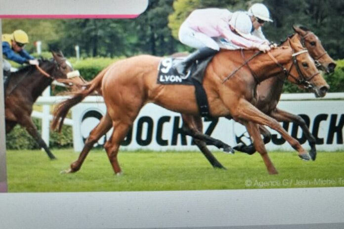 Picobella Rosa siegt (Foto screenshot jour de galop)