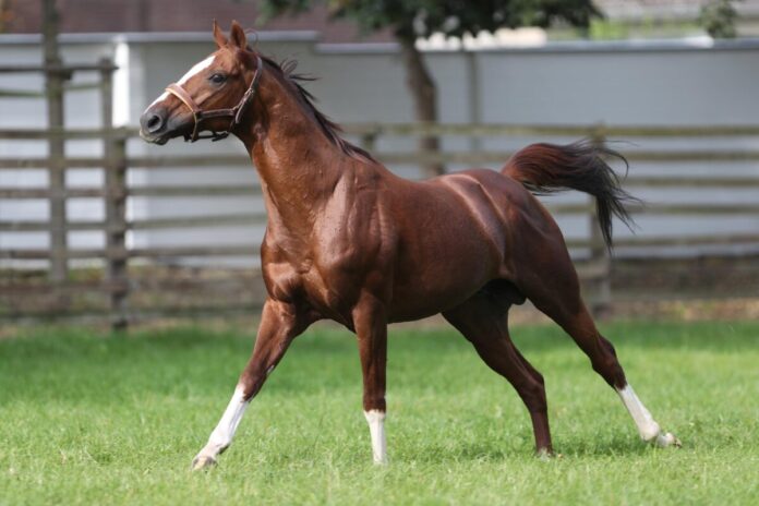 Deckhengst Adlerflug Der unvergessene Adlerflug