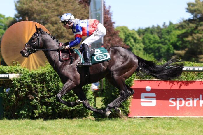 Ascot Royal siegt unter David Liska Ascot Royal siegt unter David Liska