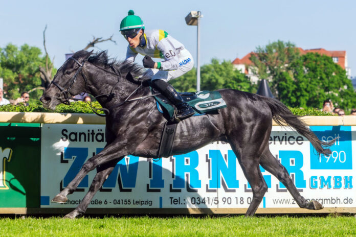 Loch Swan siegt in Leipzig Foto: Sorge Loch Swan siegt in Leipzig Foto: Sorge