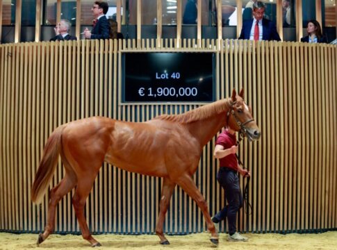 Arqana Breeze-Up: Aus 90.000 sensationelle 1,9 Millionen gemacht! Pinhook