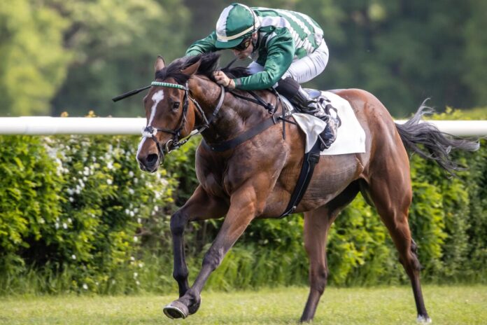 Poppy Pimento siegt unter Rene Piechulek Poppy Pimento siegt unter Rene Piechulek