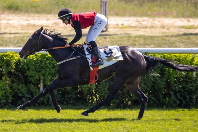 Solo Sunny siegt unter Lilli-Marie Engels Solo Sunny siegt unter Lilli-Marie Engels