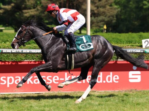 Waldnebel und Sedano – hat Woeste ein Düsseldorfer und ein Kölner Derby-Pferd? Waldnebel (Archiv)