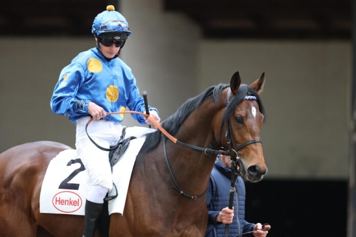 Zauberkönig Zauberkönig