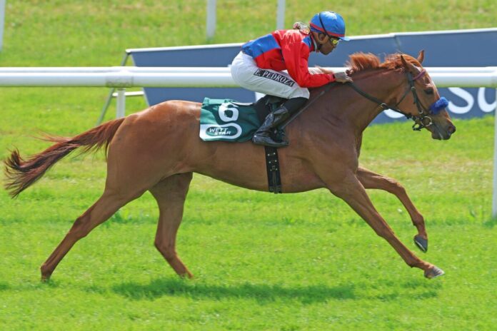 Almenkönig siegt unter Eduardo Pedroza