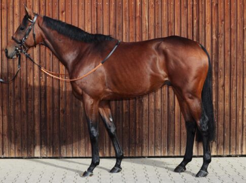 Palladium findet als Wallach zurück auf die Siegerstraße Palladium