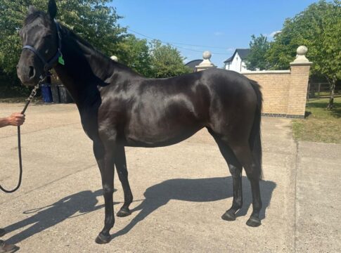 Starsteher Trawlerman – Rechte Schwester ist in der deutschen Zucht Pumakatzi