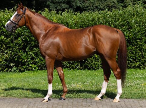 Bergheimer Züchterstammtisch ehrt die Sieger und vieles mehr… Alter Adler