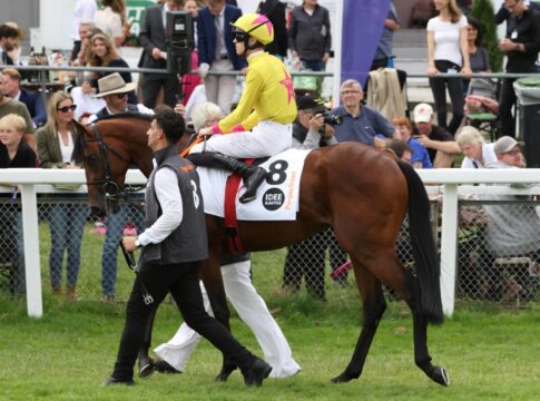 Gruppesieger und Derbystarter Pompeo Dream jetzt bei Grewe Pompeo Dream