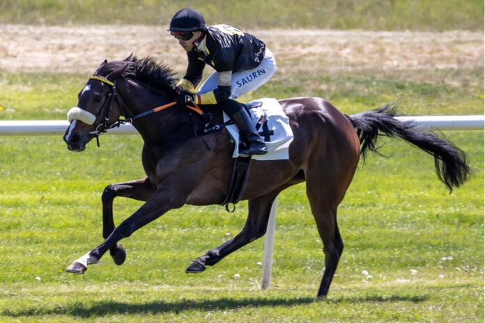 Innora siegt unter Thore Hammer-Hansen Innora siegt unter Thore Hammer-Hansen