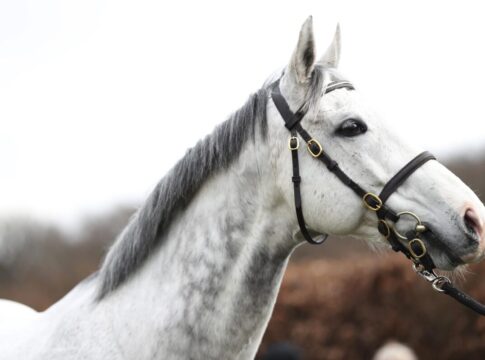 Ex-Etzean Deckhengst Jukebox Jury abgetreten Deckhengst Jukebox Jury beim Zchtertreff