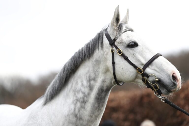Ex-Etzean Deckhengst Jukebox Jury abgetreten