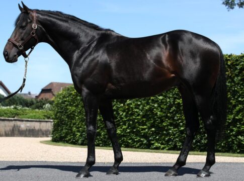 Weltstar als Deckhengst zurück nach Deutschland zu El Sur Racing Weltstar im Gestüt Röttgen