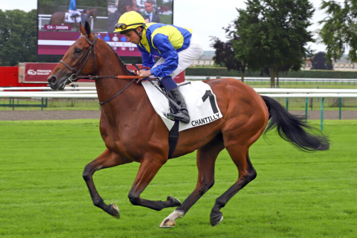 Goliath (Archiv Foto: galoppfoto.de)