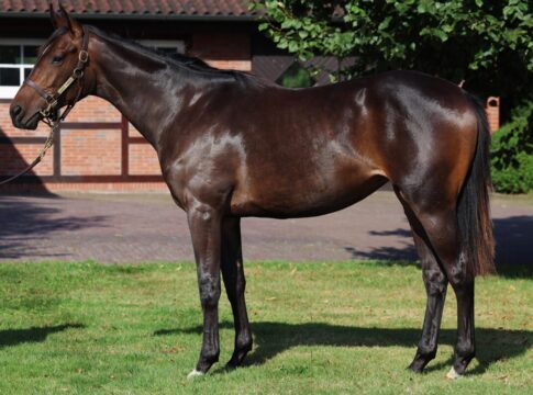 Amora-Queen-als-Jaehrling-auf-dem-Gestuet-Fährhof