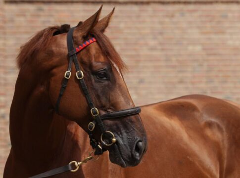 BBAG Online-Auktion - 12.500 Euro für Stallion Northern Ruler Northern Ruler