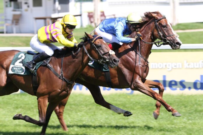 Quijana Starlet siegt unter Rene Piechulek Quijana Starlet siegt unter Rene Piechulek