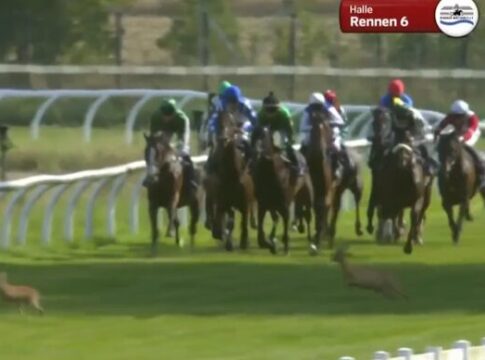 Auch kreuzende Rehe können Korpas-Doppelsieg im Highlight nicht verhindern Rehe kreuzen die Rennbahn