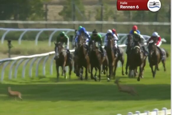 Rehe kreuzen die Rennbahn