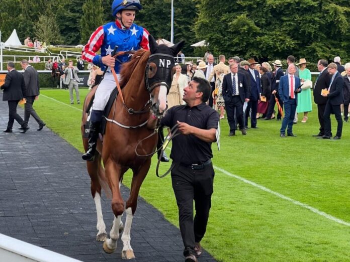 War Socks in Goodwood