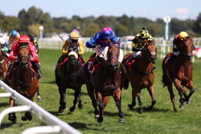 Terratino Fire siegt unter Nina Baltromei