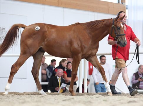 Liberty Racing kauft Gleneagles-Sohn, Sauren die Brüder der Derbysieger Liberty Racing kaufte den Gleneagles-Sohn aus der Picobella