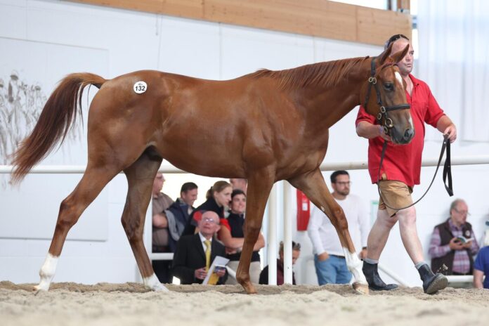 Liberty Racing kaufte den Gleneagles-Sohn aus der Picobella Liberty Racing kaufte den Gleneagles-Sohn aus der Picobella