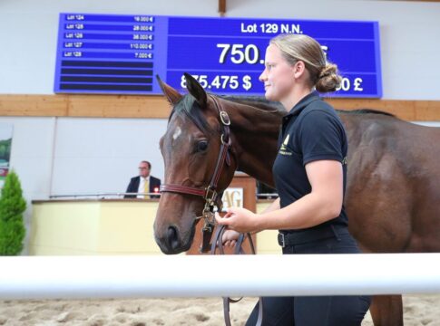 BBAG Jährlings-Auktion endet mit neuem Rekordergebnis Der Topseller aus der Novemba