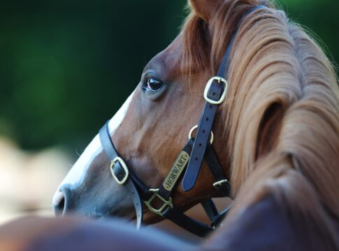 Ein Pferd namens Horwart: Hochkönig-Verwandter debütiert in Köln Horwart