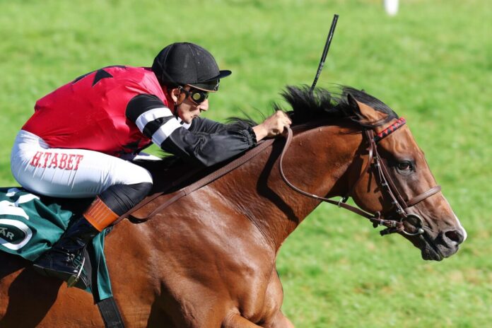 Noshowlikeajoeshow siegt unter Hakim Tabet