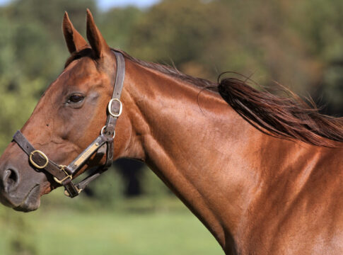 Sea The Moons Mutter Sanwa lebt nicht mehr Gestuet Goerlsdorf, Sanwa im Portrait