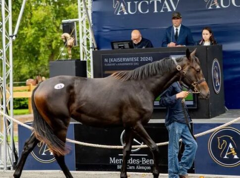 Rubaiyat-Jährling erzielt Höchstpreis auf Auktion in Frankreich Jährlingsstute Rubaiyat x Kaiserwiese
