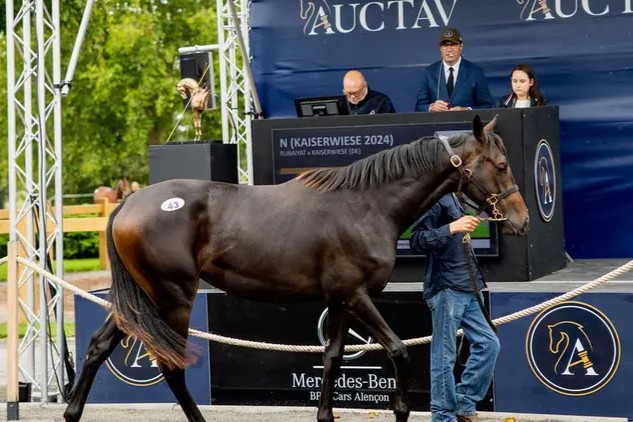 Jährlingsstute Rubaiyat x Kaiserwiese