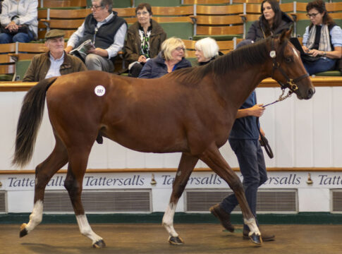 Die "Blauen" legen nach - 2,2 Millionen Guineas für einen Frankel-Hengst 2,2 Millionen Guineas brachte der Frankel-Sohn aus der Innevera Foto: Tattersalls