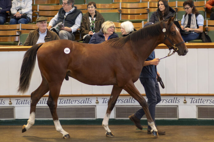2,2 Millionen Guineas brachte der Frankel-Sohn aus der Innevera Foto: Tattersalls 2,2 Millionen Guineas brachte der Frankel-Sohn aus der Innevera Foto: Tattersalls