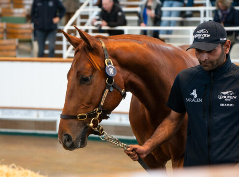 Godolphin zwingt AMO in die Knie - Sea The Stars-Sohn toppt Tattersalls Tag 1 Der Sea The Stars-Sohn aus der Crystal Zvezda Foto: Tattersalls