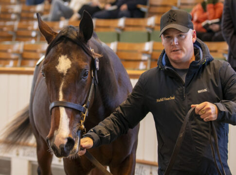 Die Lot-Nummer 247, ein Wootton Bassett-Sohn Foto: Tattersalls