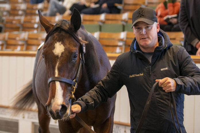 Die Lot-Nummer 247, ein Wootton Bassett-Sohn Foto: Tattersalls Die Lot-Nummer 247, ein Wootton Bassett-Sohn Foto: Tattersalls